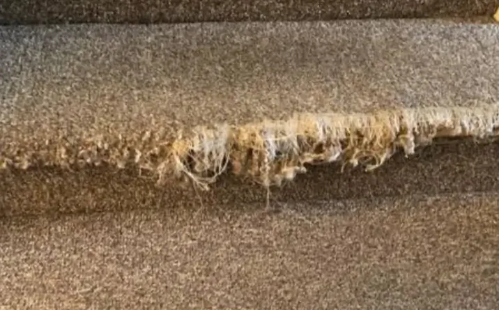 cat scratched carpet on stairs Newtown