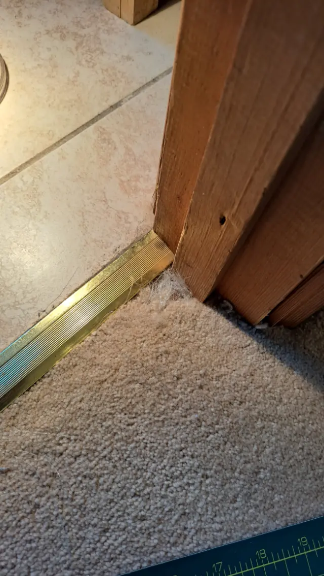 carpet repair pet damage